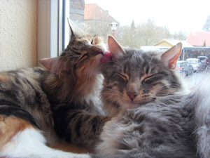 2 Waldkatzen auf der Fensterbank